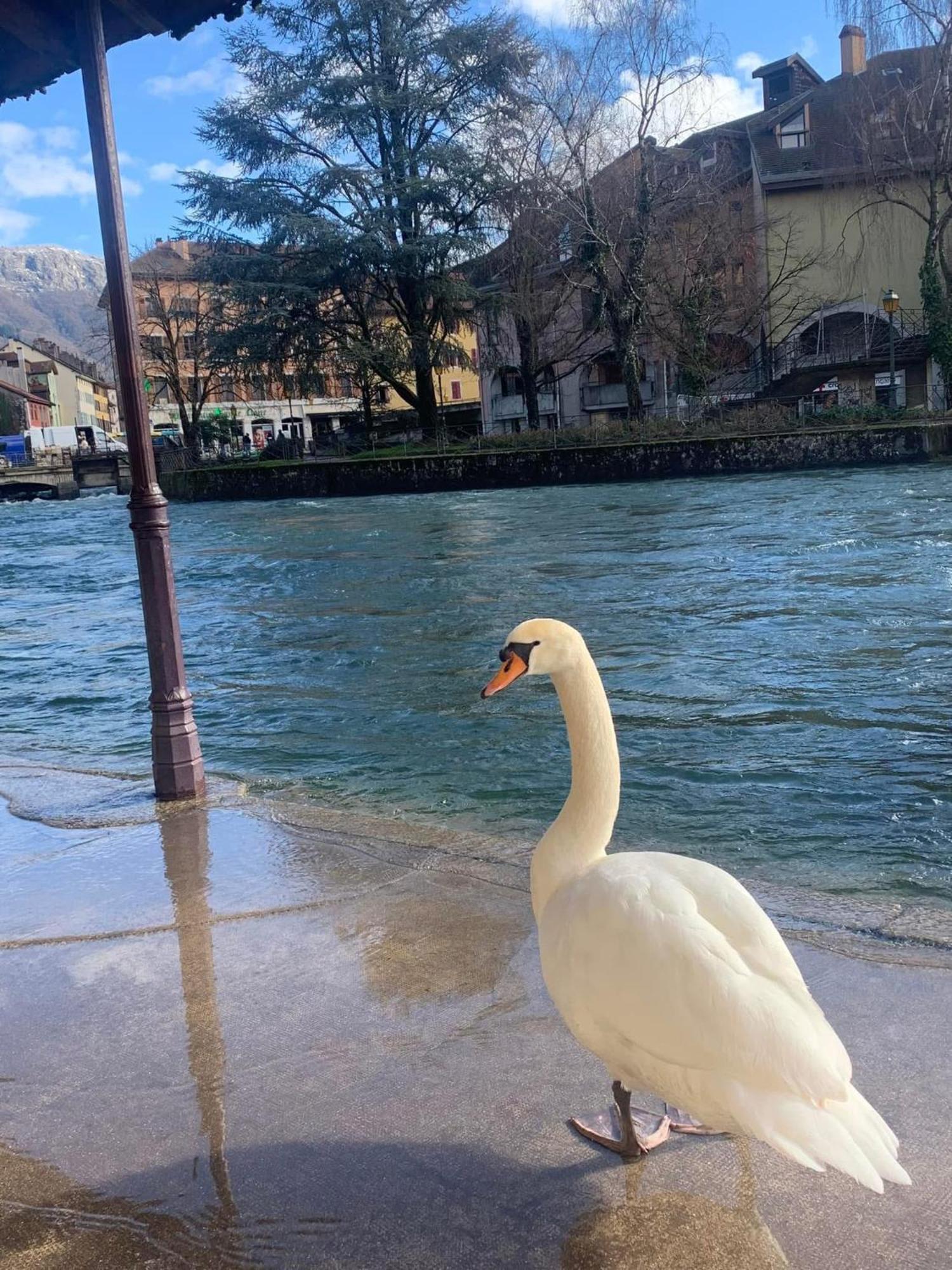 Apartamento La Petite Venise Des Alpes, Ultra Centre 1 A 5 Pers Annecy Exterior foto